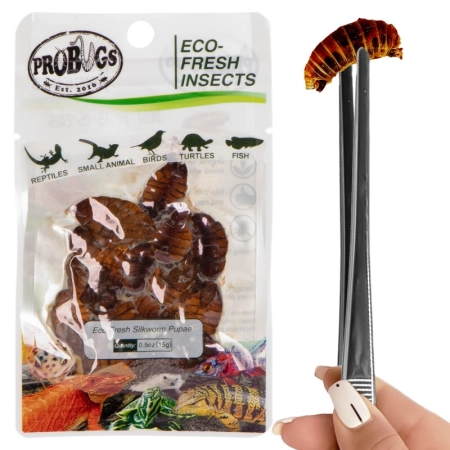 ProBugs Eco-Fresh Silkworm 15g - świeże larwy jedwabnika